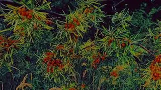 The Magical Rain Forest/ Soft Rain Marimba Meditation for everyday ritual/ 25 min.