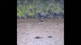 crocodile kills adult giraffe.