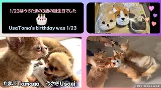 260124 🎁うさたま3歳の誕生日🎂UsaTama third birthday ❣️
