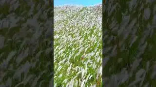 Beautiful views cure human's soul / setaria viridis / ChinaBruce