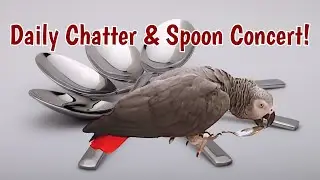 Einstein's Daily Chatter & Spoon Concert Delight!