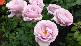 Роза Ля Роз дю Пти Пранс (La Rose du Petit Prince)