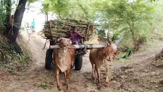 Bullock Cart Ride | Bullock Cart Race