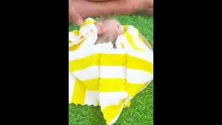 Top 10 Monkey Moments Full of Cuteness