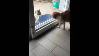 Chat en col&egrave;re !!