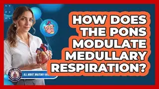 How Does The Pons Modulate Medullary Respiration?