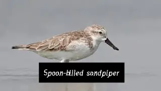 Spoon-billed sandpiper/English/knowledges is power