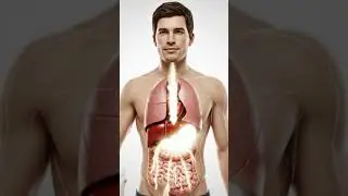 What Happens Inside Your Body When You Drink Milk? (3D Anatomy) #milk #aiart