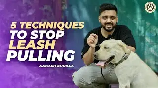 5 Secrets to STOP Leash Pulling from a Dog Behaviorist