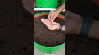 😉आसान तरीके से गमले में muli kaise lagaen || how to grow mooli/Radish in pots