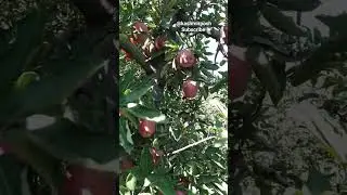 Harvesting kullu apple in Kashmir SAGA Orchard #harvesting