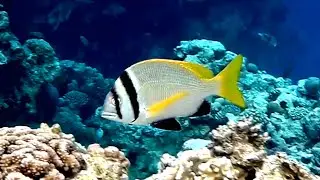 Twobar seabream (Acanthopagrus bifasciatus) and others, Чернополосый морской карась и другие