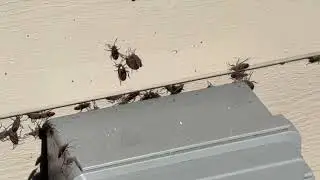 That's a Lot of Boxelder Bugs