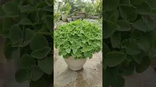 #ajwainplant #shorts #shortsfeed #viralshort #shortvideos #viralvideo #tiktok #waitfortheend