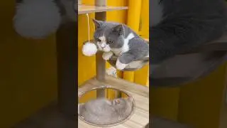 Cute Cats 😻 &ndash; Pure Instant Happiness