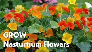 Grow Nasturtium Flowers