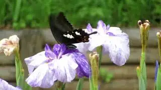 モンキアゲハ/紋黄揚羽/The Red Helen//Papilio helenus/ハナショウブ/花菖蒲//Iris ensata var. ensata/・Half speed playback