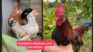 Como eliminar piolhos e parasitas da galinhas | Ch&aacute;cara dos garniz&eacute;s 
