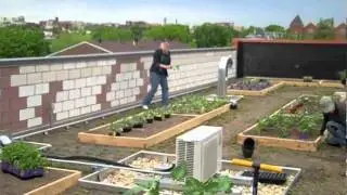 BFC Rooftop Garden - Planting Days