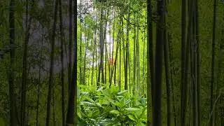 I Tested 'Nature Sounds' For Quick Sleep