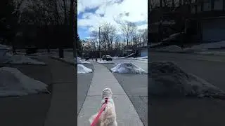 Winter walk with my doggy #aussiedoodle #dog #dogwalk #canada  #cute