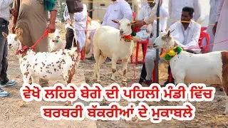 ਬਰਬਰੀ ਬੱਕਰੀਆਂ ਦੇ ਮੁਕਾਬਲੇ || Lehra Bega Bakra Mandi Mukable || @ILTILANATV