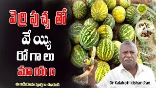 వెర్రిపుచ్చతో వేయి రోగాలు మాయం|Citrullus Colocynthis In Telugu