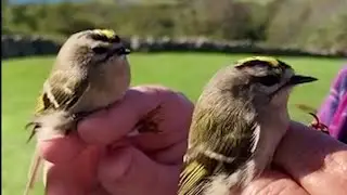 Golden-crowned Kinglets | Nature Near You