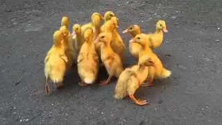 Patkice
