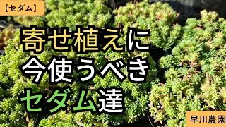 【多肉植物】寒さに強いセダム集めました