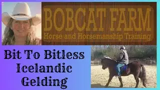 Bit To Bitless Icelandic Gelding