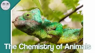 The Chemistry of Animals