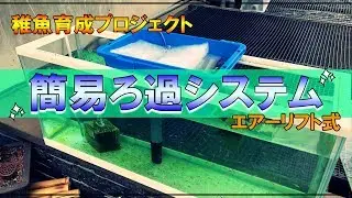 【DIY】エアーリフト式簡易ろ過システムで稚魚育成！