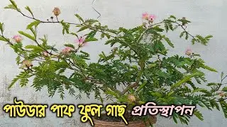 How To Replace Powder Puff Tree