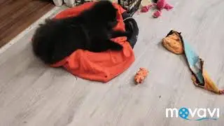 Little Grosspitz N&ouml;p&ouml; playing ❤️