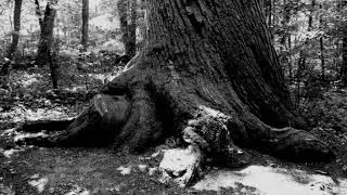 Owl's Blood // Old Trees