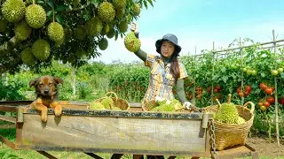 Harvest Durian And Tomatoes And Sell At The Market – Cook With Them – Garden And Raise Animals