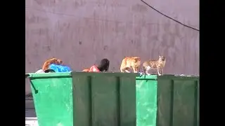 Scenes from Reality - Street Life