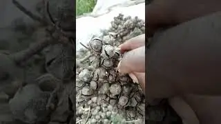 How to extract cypress quality seeds