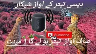 kala teetr ki song #funny دسی تیتر اواز #birds