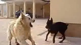 Iron and Pal playing