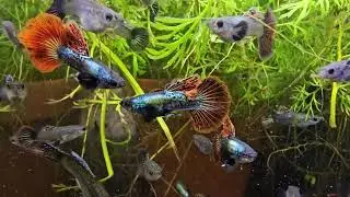 Red Dragon Guppy Feature