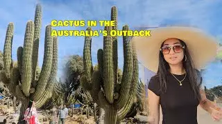 You Won't Believe Cactus Country in the Australia's Outback