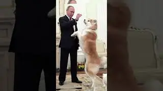 Президент России Владимир Путин и его любовь к животным 🐾🌍 #Путин #ЛюбительЖивотных #Геополитика