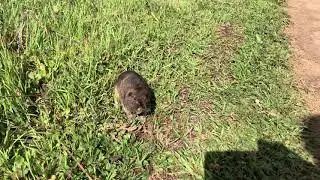 Botta's pocket gopher (Thomomys bottae) - Observed 3-25-2020 4:30PM