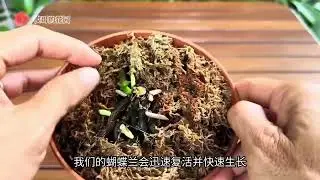 每月撒一點，沒想到腐爛乾枯僅剩根部的蝴蝶蘭迅速恢復生長 每月撒一點，沒想到腐爛乾枯僅剩根部的蝴蝶蘭迅