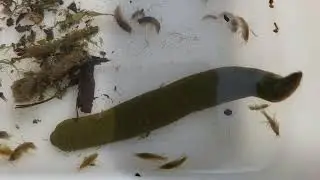2 huge European fish leeches - Yeading Brook, North Harrow