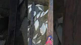 river fishing #fish #video #village #reels