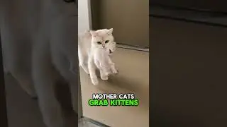 Why Cats Freeze When You Clip Their Neck #funnycats #shortsviral #catshorts