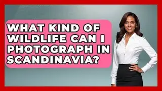 What Kind of Wildlife Can I Photograph in Scandinavia? | Unmapping Scandinavia